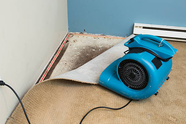 Best Mold removal after water damage  in Glenmora, LA